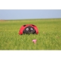 Preview: Bodenwindspiel Ladybug
